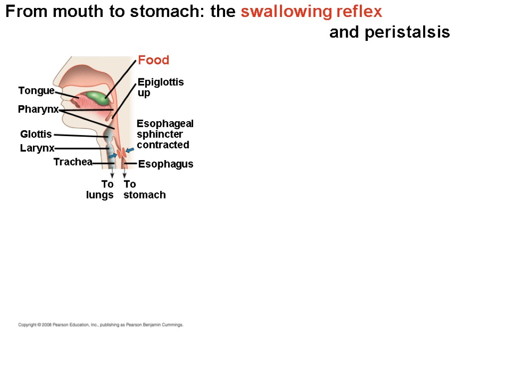 From mouth to stomach: the swallowing reflex and peristalsis Larynx Trachea Epiglottis up Pharynx